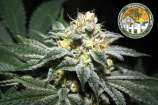 Thai Fire OG strain photo