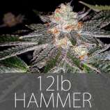 12lb Hammer strain photo