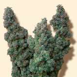 Euforia strain photo