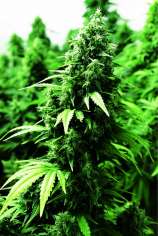 Ogre strain photo