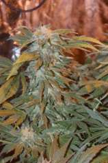 Afghan Hammer strain photo
