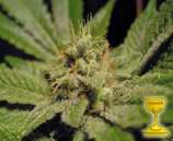 TH Seeds - Kal-X strain photo