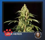 Jack Herer strain photo