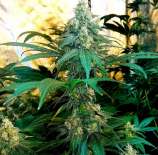 13th Warrior strain photo