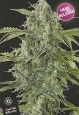 MaxiHaze strain photo
