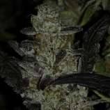 Candy Floss strain photo