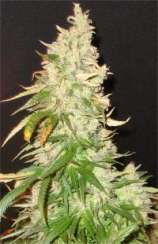 Northern Soul strain photo