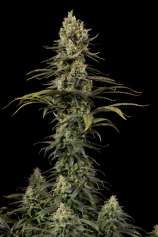 Early Amnesia CBD strain photo