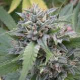 ECSD x (OG x Chemdawg) strain photo