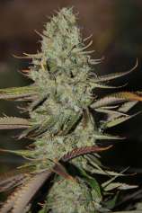 TGA Subcool Seeds - Marionberry Kush strain photo