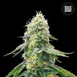 Gelato Samba strain photo