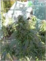Silverado strain photo
