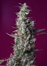 Sweet Cherry Pie strain photo
