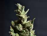 Amnesia strain photo