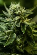 Kuchi strain photo