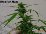 Brazilian Haze strain photo