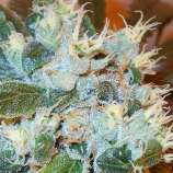 White Freeze Kush #2 strain photo