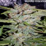 Sour Crack strain photo