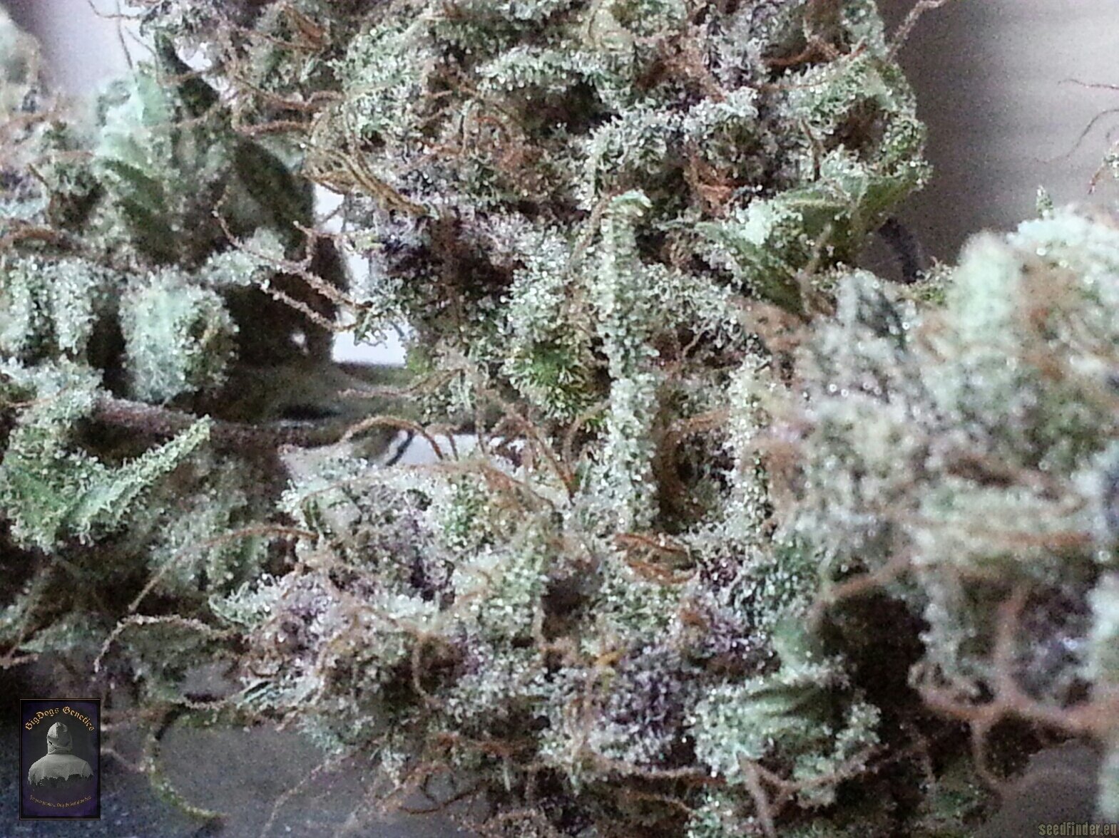 Lady Durban strain photo
