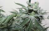 Grape Stomper BX2 strain photo