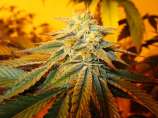 Guava 13 strain photo