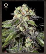 Caboose strain photo