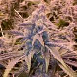 Gage Green Genetics - Cardinal strain photo