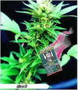 Devil strain photo