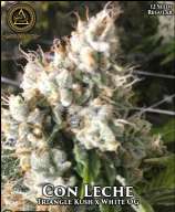 Con Leche strain photo