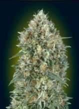 Auto Gelato #33 strain photo