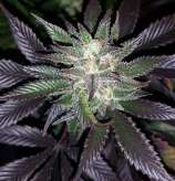 Violet Haze strain photo