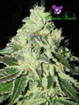 Big Bazooka Auto strain photo