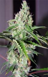 Astroboy strain photo