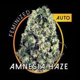 Amnesia Haze Auto strain photo