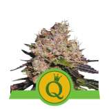 Purple Queen Automatic strain photo
