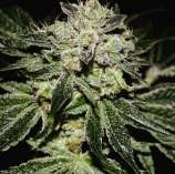 13 strain photo