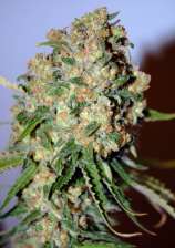 Critical strain photo