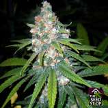 Orangenesia strain photo