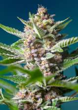 Purple Punch OG strain photo