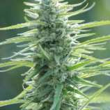 Original Sensible Seeds - Pure Africa strain photo