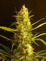 Citro Haze strain photo