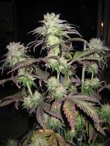 SoulFruit strain photo