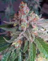 Critical Mass Collective - Purple Skunk Mass strain photo