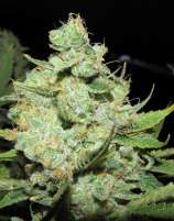 Bodhi Seeds - Elfinstone strain photo