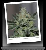 Sin's OG strain photo