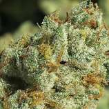 Sapphire Scout strain photo
