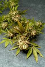 F.O.G. strain photo
