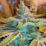 10 strain photo