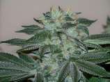 Mr. Majestic strain photo
