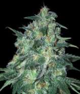 Jekyll Passion strain photo